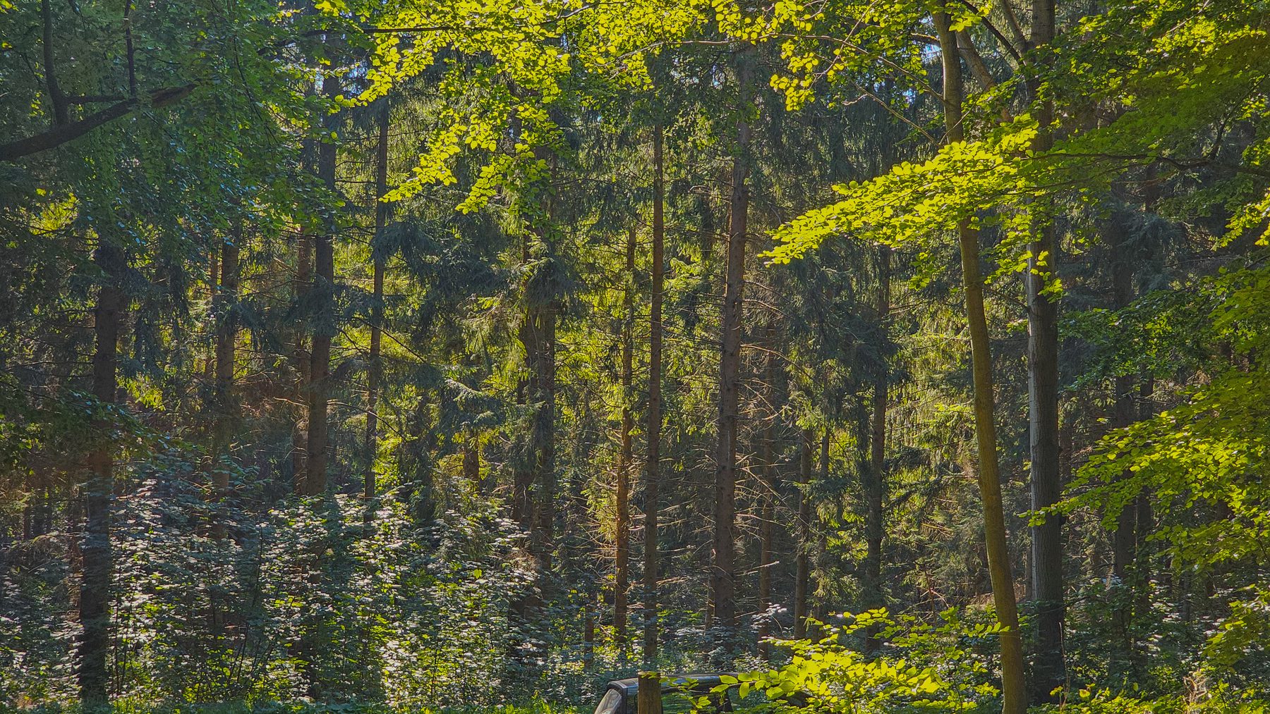 Bosque iluminado por el sol, un espacio de calma natural
