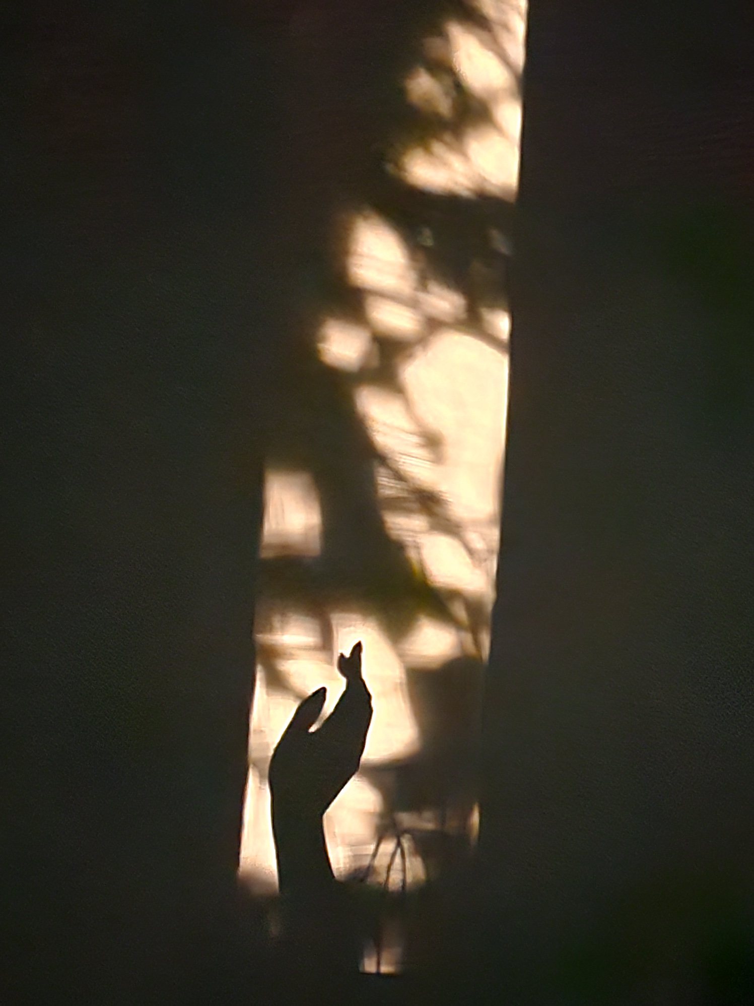 Sombra de una mano proyectada por la luz del sol a través de una cortina
